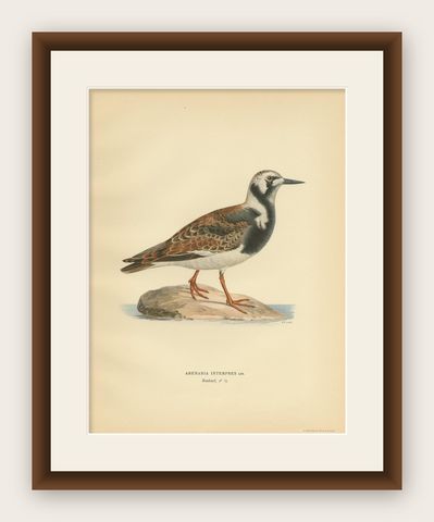 Antique Bird Print of the Ruddy Turnstone 'Male' by Von Wright '1929', shown framed