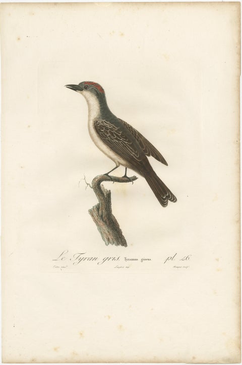 1807 Gray Kingbird Print - 'Le Tyran Gris' Antique Ornithological Illustration, view 2