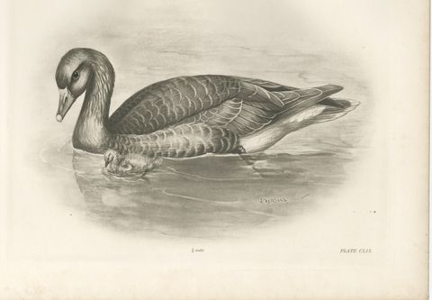 Wild Geese on the Water, Antique Bird Print after Lilian Medland, circa 1909