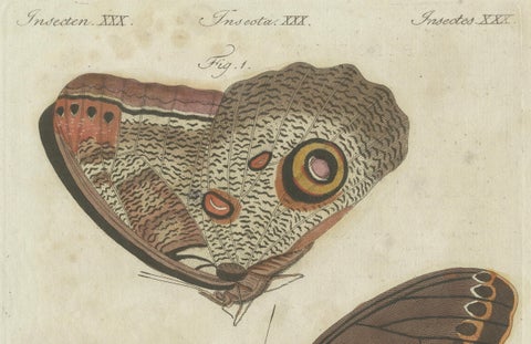 Forest Giant Owl Butterfly (Caligo eurilochus) from Suriname, Published in 1802, close-up 2
