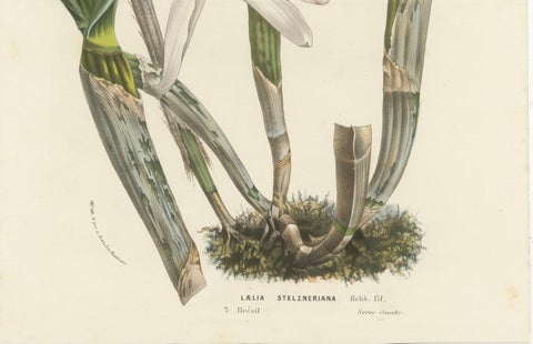 Stelzner's Laelia Orchid: Hand-Colored Lithograph by Louis van Houtte, 1855, close-up 2