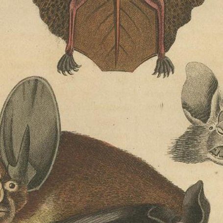 1845 Handcolored Bat Engraving: A Study of Chiroptera Diversity, close-up 2