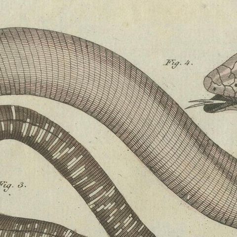 Antique Copperplate Engraving of Serpents and Amphibians, 1805, close-up 3