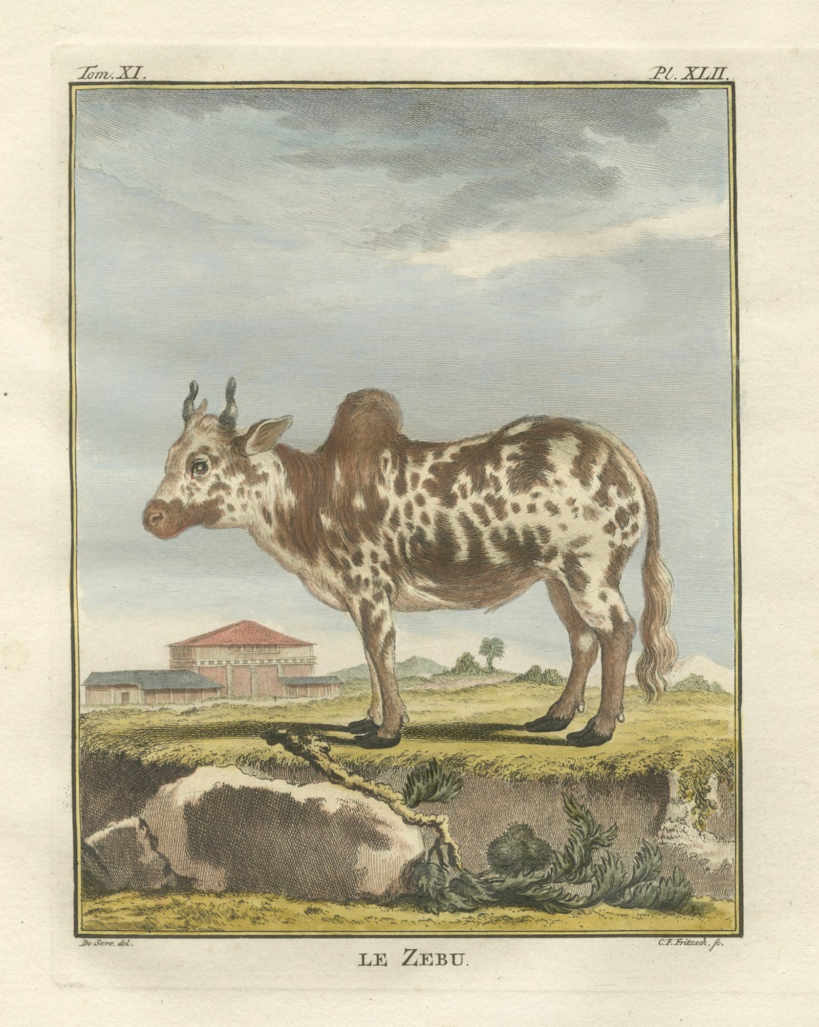 Elegant 18th-Century Zebu Engraving, Buffon Dutch Edition, 1769