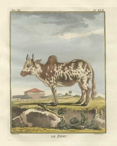 Elegant 18th-Century Zebu Engraving, Buffon Dutch Edition, 1769