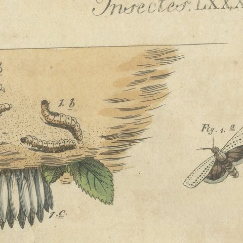 Fruit Moths with Caterpillar in a Cut Apple, Antique Bertuch Print, circa 1815, close-up 6