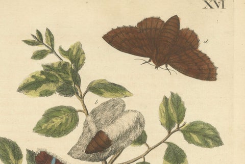Moth Lifecycle and Host Plant, Engraved and Hand-Colored, 1713, close-up 3
