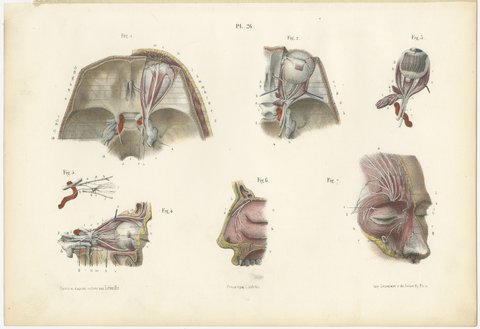 The Orbit and the Ophthalmic Nerve, Antique Hirschfeld Anatomy Print, 1866, view 2
