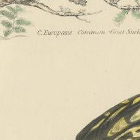 Antique Bird Print of the Leona Goat Sucker and Other Birds, Ca.1860, close-up 1