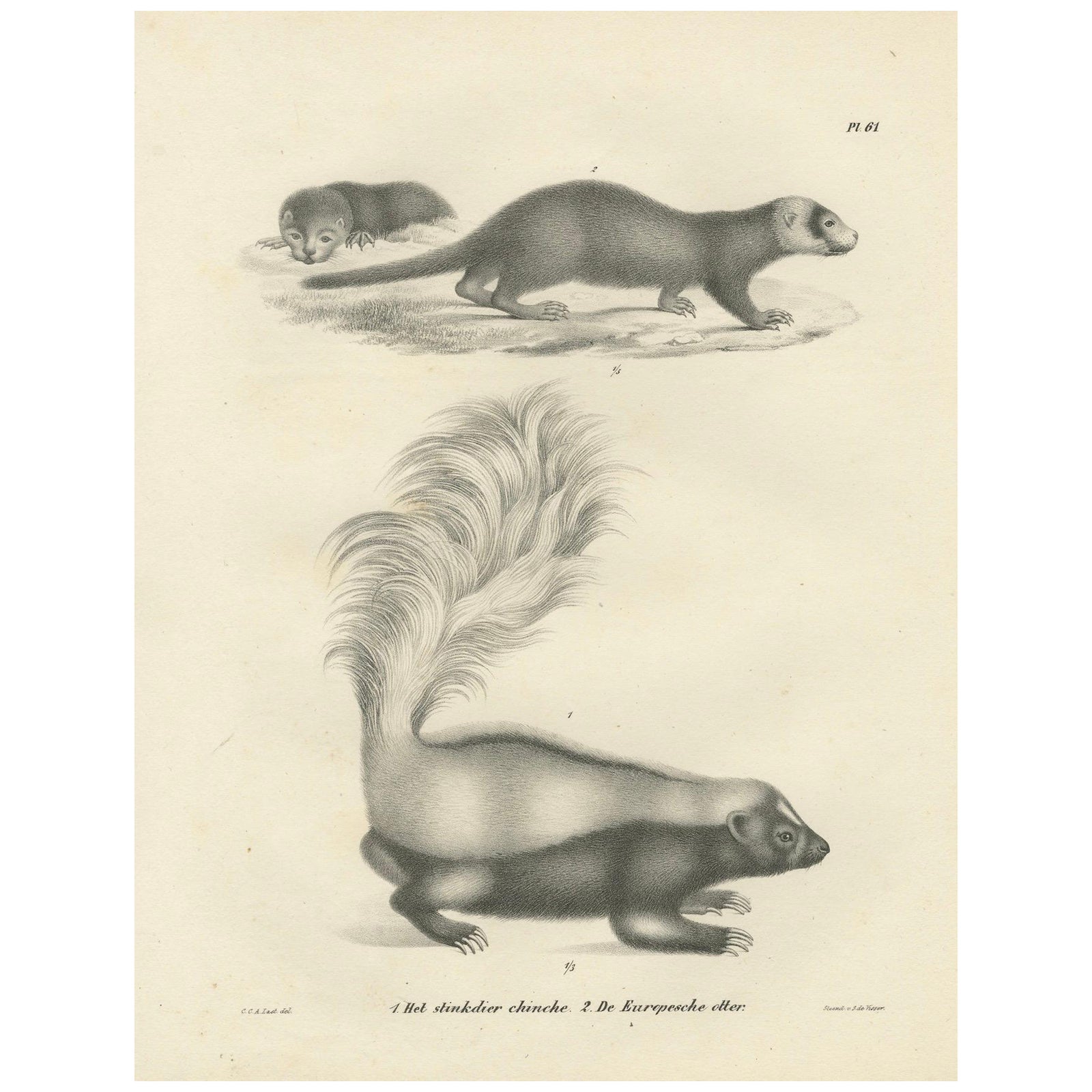 19th-Century Lithograph of a Skunk and European Otter in Exquisite Detail