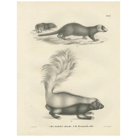 19th-Century Lithograph of a Skunk and European Otter in Exquisite Detail