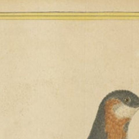 Antique Bird Print of a Red-Necked Phalarope by Martinet, c.1800, close-up 1