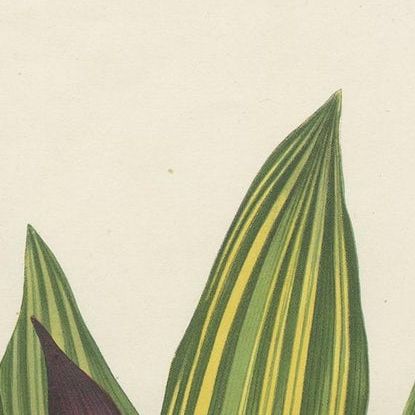 Antique Botany Print of Tradescantia Spathacea by Van Houtte, 1856, close-up 1