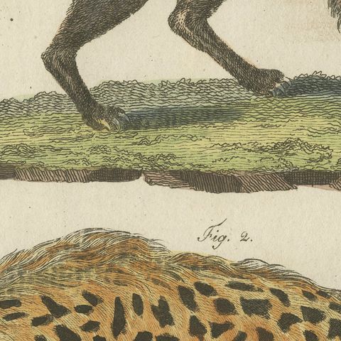 Cross Fox and Spotted Hyena, Antique Bertuch Print, Vienna, circa 1812, close-up 6