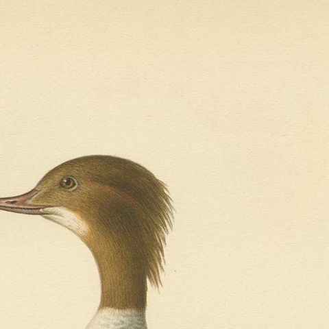 Antique Bird Print of a Female Common Merganser by Von Wright, '1929', close-up 1