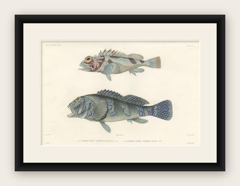 Museum-Quality Illustration of Rare Pacific Fish, Hand-Colored 1846, shown framed