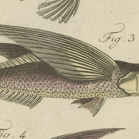 Flying Fish with a Flying Gurnard, Antique Bertuch Print, circa 1805, close-up 1