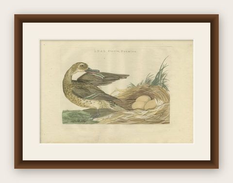 Antique Bird Print of a Female Garganey Duck by Sepp & Nozeman, 1789, shown framed