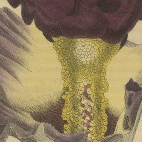 Velvet Majesty: The Bell-Shaped Arum - A Vintage Portrait of Botanical Splendor, close-up 4