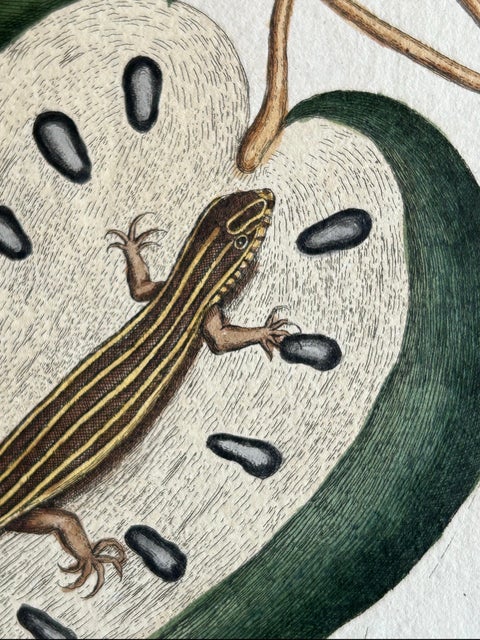 Flying Squirrel & Blue-Tail Lizard, Catesby Natural History c.1771, view 5