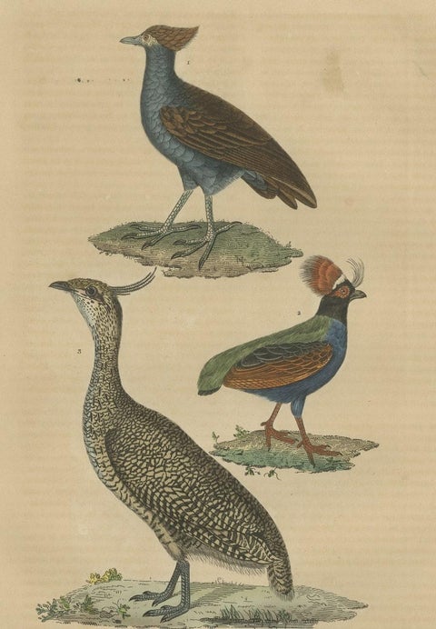 Bird Print of a Malay Scrubfowl, Black-rumped Buttonquail and the Elegant Trogon, close-up 1