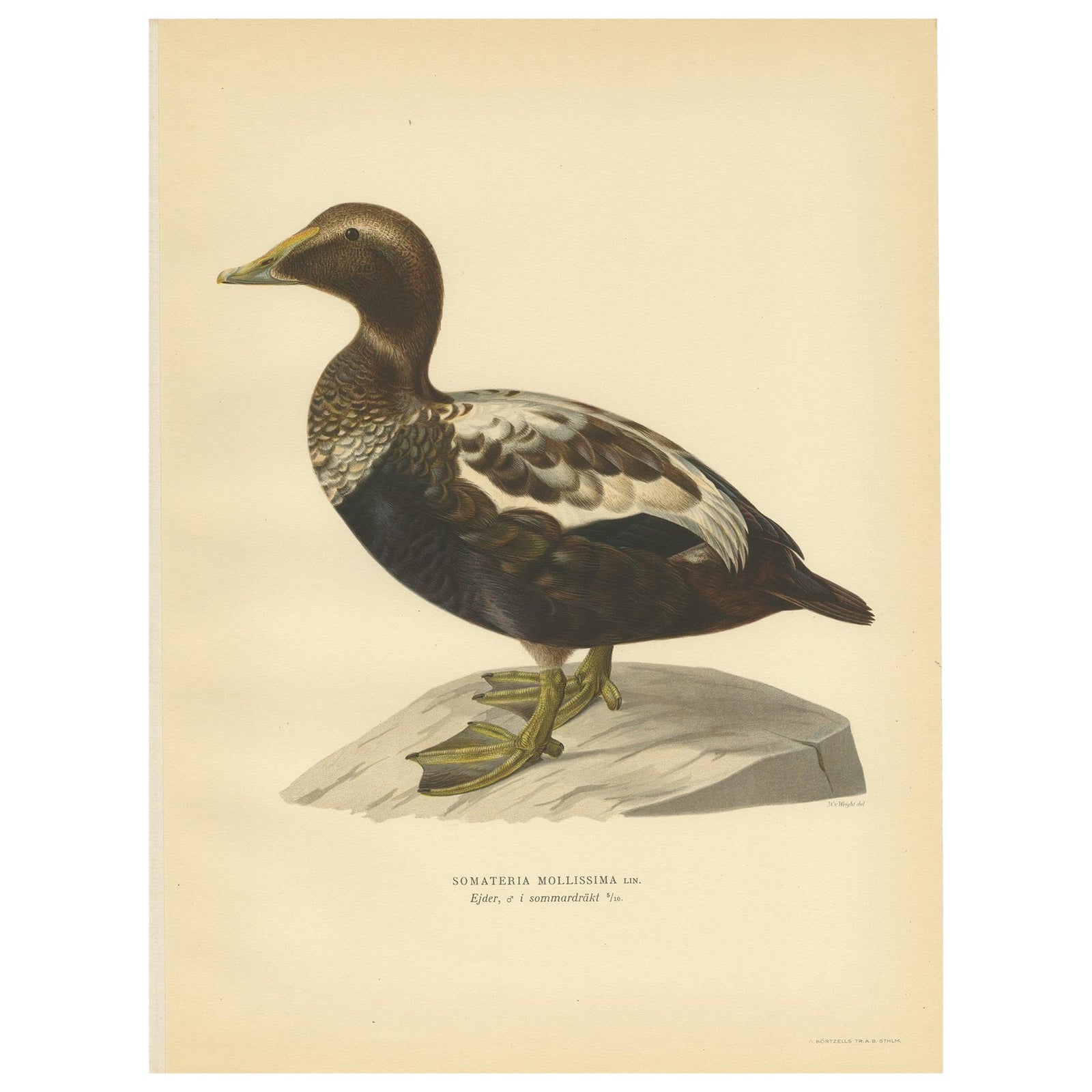 Antique Bird Print of a Male Common Eider by Von Wright, '1929'