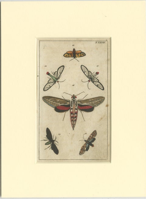 Set of 3 Antique Butterfly Prints Also Showing Caterpillars and Pupae, 1810, view 3