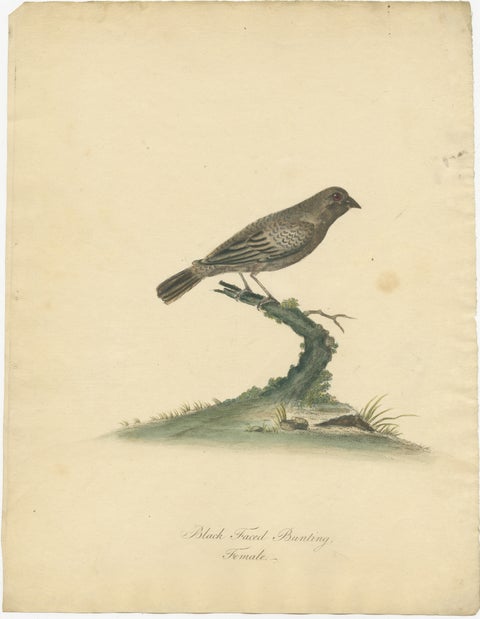 Old Original Engraving of the Female The Black-faced Bunting, 1794, view 2