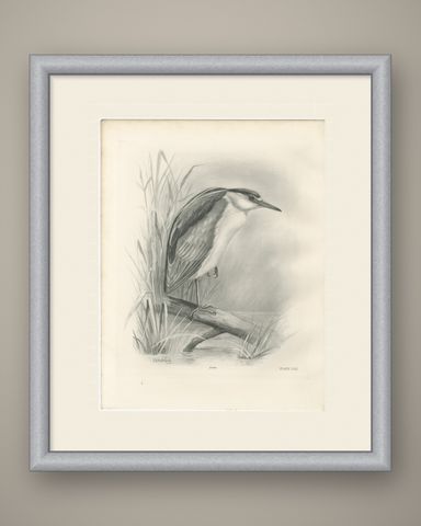 Night Heron, Antique Bird Print after Lilian Medland, circa 1909, shown framed