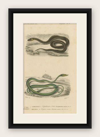 Snake Print of Grass Snake and Long-Nosed Whip Snake, c.1850, Orbigny, shown framed