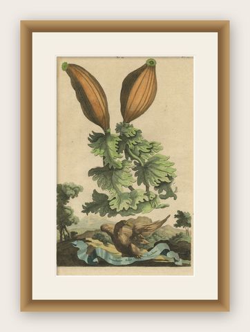 Botanical Illustration of Soursop (Annona muricata) from Munting’s 1696 Herbal, shown framed