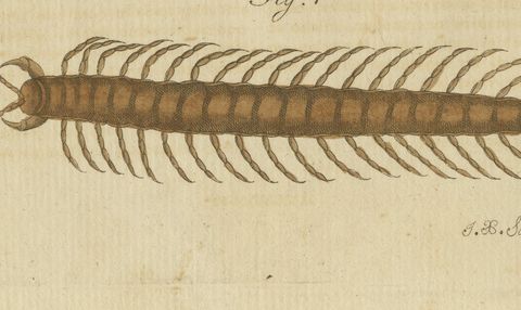 Centipede, Dung Beetle and Ant Lion, Antique Bertuch Print, circa 1805, close-up 2