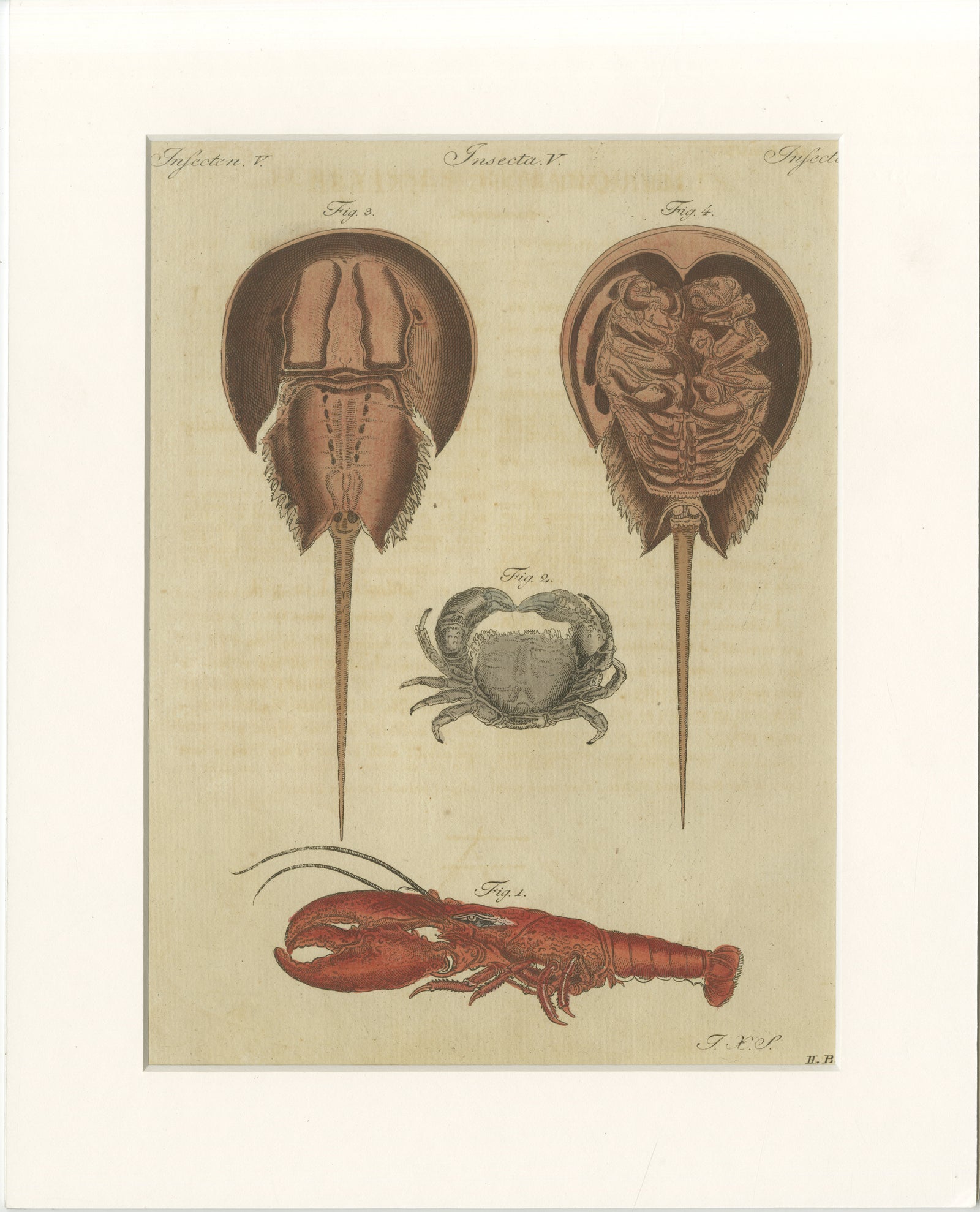 Antique Lobster, Crab & Horseshoe Crab Engraving, Bertuch, 1792