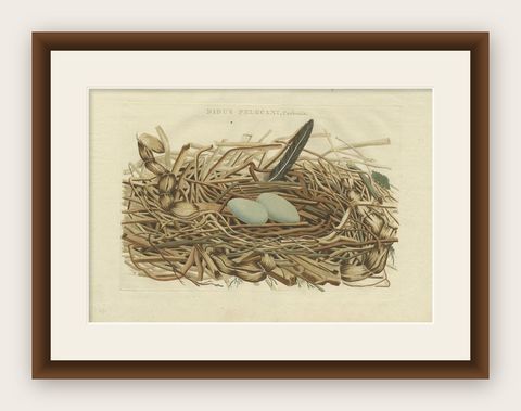 Antique Print of the Bird Nest of the Great Black Cormorant, shown framed