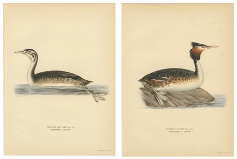 ntique Great Crested Grebe Bird Lithographs Set of 2, Sweden Ornithology 1929, view 4