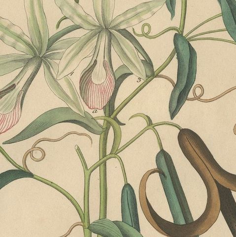 Antique Vanilla Botanical Print, Vanilla Planifolia, Hand Colored, c.1831, close-up 5