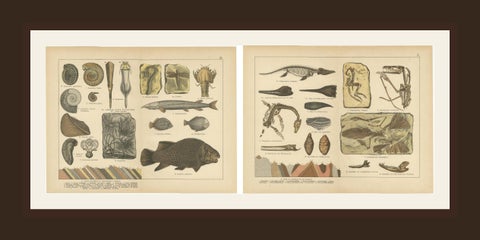 Antique Fossil Plates, Ammonites, Ichthyosaurus, Archaeopteryx, c.1880, shown framed