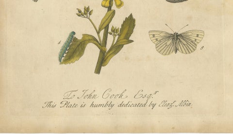 Butterfly Life Cycle on Oak & Wallflower, Albin Hand-Colored Engraving, 1720, close-up 4