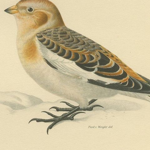 Antique Bird Print of the Snow Bunting from a Swedish Bird Book, 1927, close-up 2