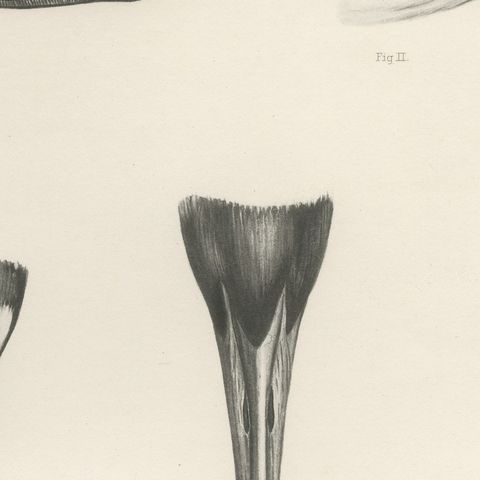 Bills of the Sawbills and Sea Ducks, circa 1909, close-up 3