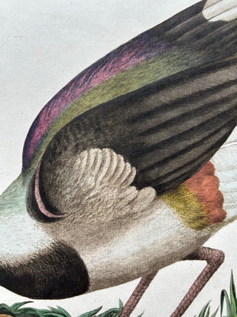 Northern Lapwing Print, Tringa Vanellus Vulgaris by Nozeman and Sepp, 1770, view 6