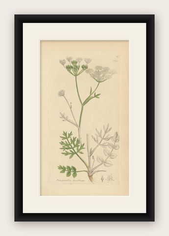Antique Botany Print 'Pimpinella Saxifraga' by J. Sowerby, 1797, shown framed
