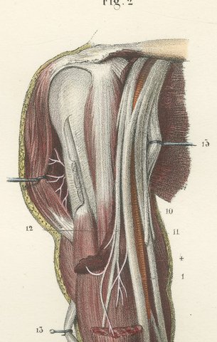 Nerves of the Whole Upper Limb, Antique Hirschfeld Anatomy Print, 1866, view 5