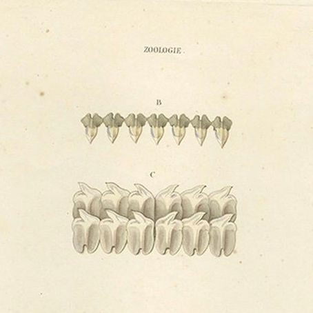 Antique Print of Greenland Shark with Detail Views, Paris, circa 1845, close-up 5