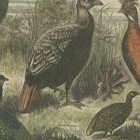 Antique Bird Print of the Himalayan Monal, '1879', close-up 2