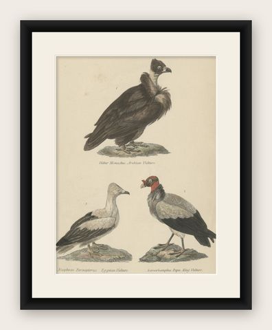 Old Bird Prints of The Arabian Vulture, Egyptian Vulture and King Vulture, c1860, shown framed