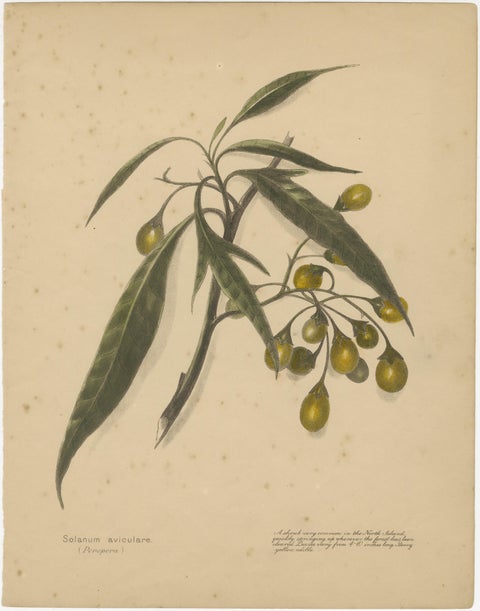New Zealand Botanical Fruit Studies, Set of Three Lithographs, 1890, view 3