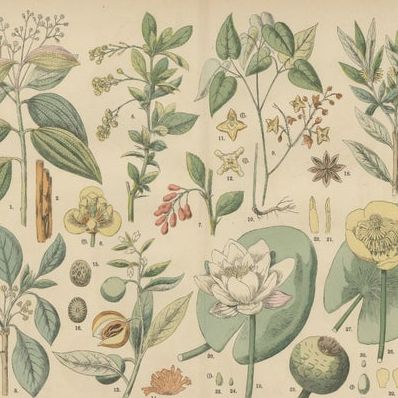 Antique Botanical Prints Set, German Wildflower Atlas Plates, Stuttgart 1885, close-up 1