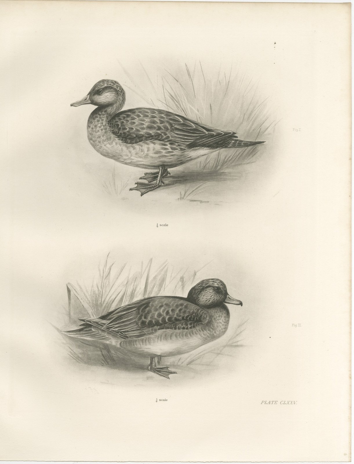 Teal, Two Figures, Antique Bird Print after Lilian Medland, circa 1909
