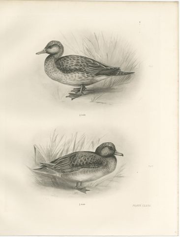 Teal, Two Figures, Antique Bird Print after Lilian Medland, circa 1909